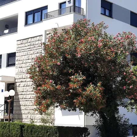 Laurus * ماكارسكا